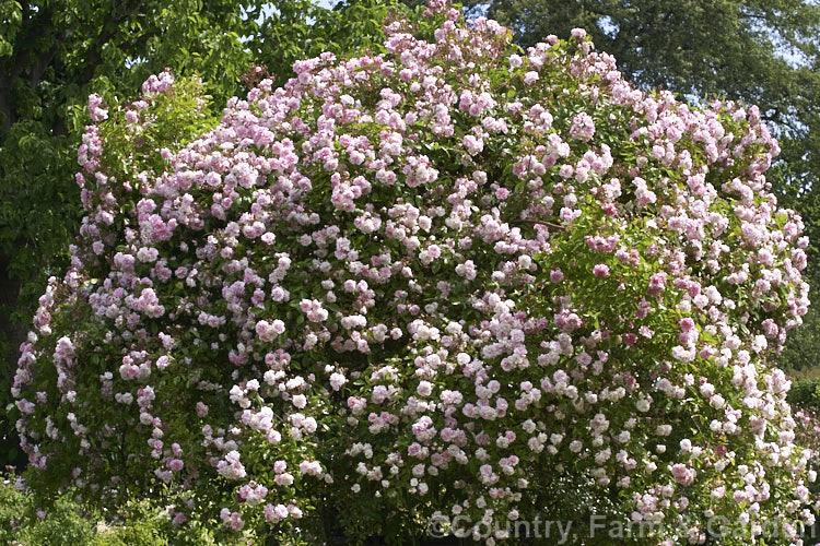 Rosa 'Tea Rambler' ('Crimson Rambler' x tea rose seedling</i>), a climbing or rambling. Polyantha rose bred by Paul of England in 1904. It is very fragrant, grows to well over 4m tall and flowers abundantly. Order: Rosales, Family: Rosaceae