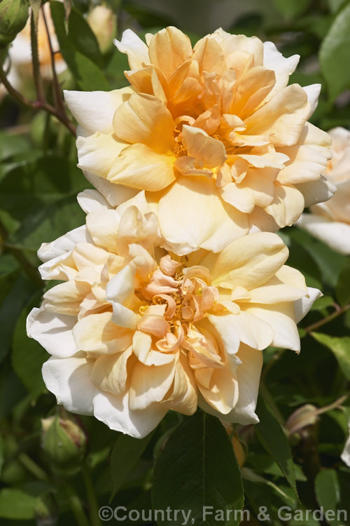 Rosa 'William. Allen. Richardson' (<i>Reve d'Or seedling</i>), a Noisette climbing rose raised in 1878 by Ducher of France. It is mildly scented, grows to around 4m tall and is named after an American correspondent of Ducher. Order: Rosales, Family: Rosaceae