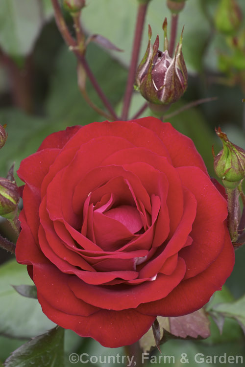 Rosa 'Europeana' ('Ruth Leuwerik' x 'Rosemary. Rose'), a mildly fragrant Cluster-flowered (<i>Floribunda</i>) bush rose raised by de Ruiter of the Netherlands in 1963. Order: Rosales, Family: Rosaceae