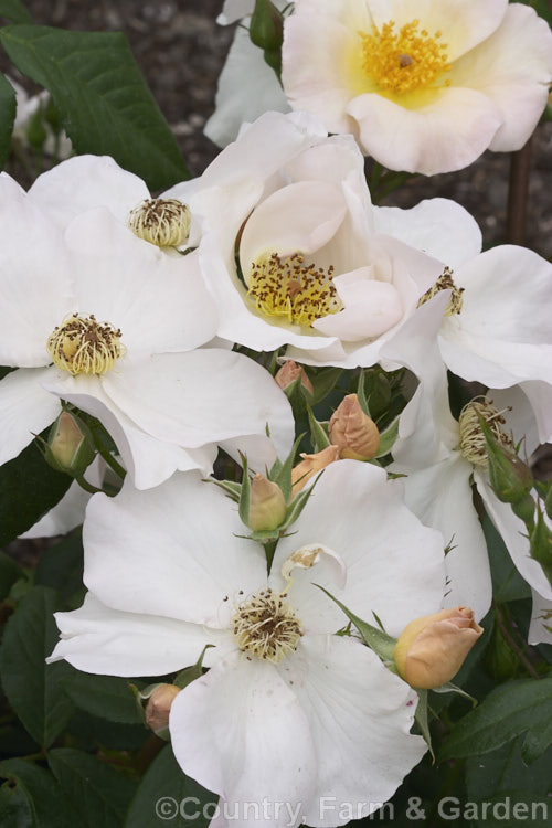 Rosa 'Sally. Holmes' ('Ivory. Fashion' x 'Ballerina'),a. Modern. Shrub rose raised by Holmes of England and introduced in 1976. It is large, bushy and heavy-flowering over a long season. These are late summer flowers. Order: Rosales, Family: Rosaceae