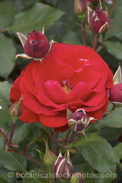 Rosa 'Millennium' (syn' 'Millennium Rose 2000'), a fragrant. Cluster-flowered (<i>Floribunda</i>) bush rose introduced in 2000 by Doug. Grant of New Zealand to mark the new millennium. Order: Rosales, Family: Rosaceae