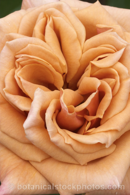 Rosa 'Vesper', a distinctively coloured. Cluster-flowered (<i>Floribunda</i>) bush rose raised by Le. Grice of England in 1966. Order: Rosales, Family: Rosaceae