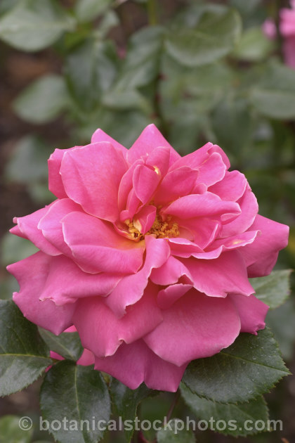 Rosa 'Mrs Edward. Laxton' ('Mrs Henry. Bowles' x 'Shot Silk'), a Large-flowered (<i>Hybrid Tea</i>) bush rose bred by Laxton. Brothers of England in 1935. Order: Rosales, Family: Rosaceae
