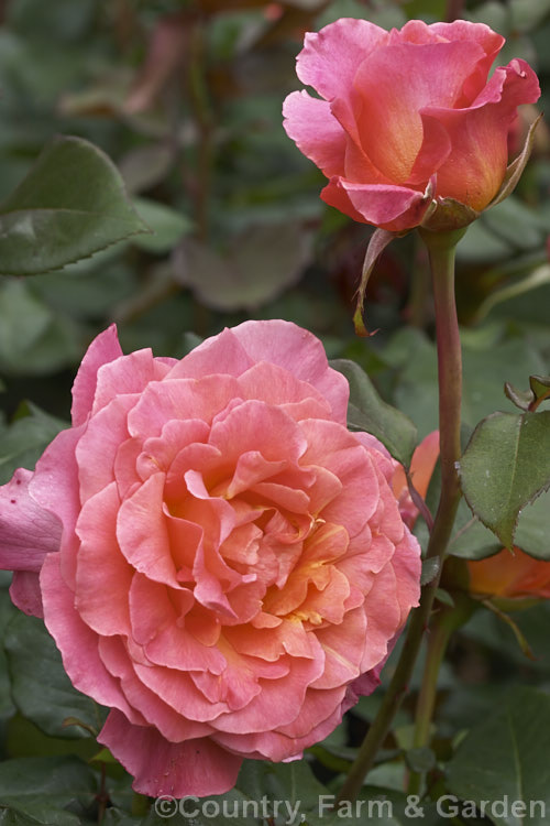 Rosa 'Typhoon' ('Colour. Wonder' x 'Dr. AJ. Verhage'), a Large-flowered (<i>Hybrid Tea</i>) bush rose raised by Kordes of Germany and introduced by McGredy in 1972. Order: Rosales, Family: Rosaceae