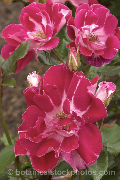 Rosa 'Old Master' ('Maxi' x ['Evelyn Fison' x ('Orange Sweetheart' x 'Fruhlingsmorgen</i>)]), a Cluster-flowered (<i>Floribunda</i>) bush raised by McGredy of New Zealand in 1974. It was one of the early 'hand-painted' roses, so called for their subtle colour gradations. Order: Rosales, Family: Rosaceae