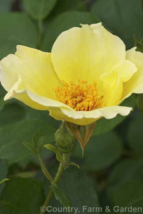 Rosa 'Golden Wings' ('Soeur. Therese x [Rosa spinosissima 'Atlaica' x 'Ormiston. Roy'), a fragrant. Shrub rose raised by Shepherd of the United States in 1956. Order: Rosales, Family: Rosaceae