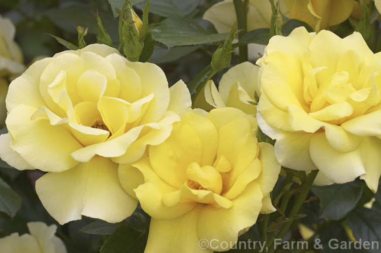Rosa 'Serendipity', a compact, fragrant, Cluster-flowered (<i>Floribunda</i>) shrub rose raised by Harkness of England in 1997. Order: Rosales, Family: Rosaceae