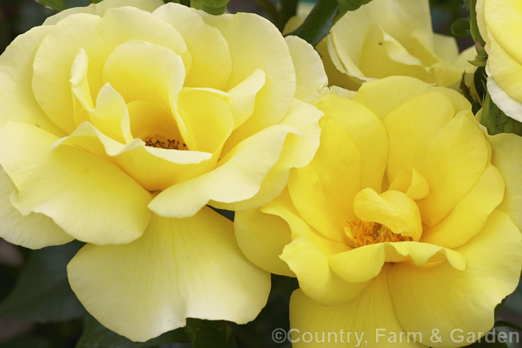 Rosa 'Serendipity', a compact, fragrant, Cluster-flowered (<i>Floribunda</i>) shrub rose raised by Harkness of England in 1997. Order: Rosales, Family: Rosaceae