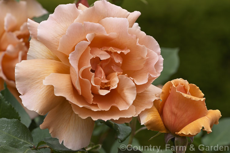 Rosa 'Just. Joey' ('Fragrant Cloud' x 'Dr. AJ. Verhage'), a fragrant. Large-flowered (<i>Hybrid Tea</i>) bush rose raised by Cant of England and introduced in 1972. Order: Rosales, Family: Rosaceae