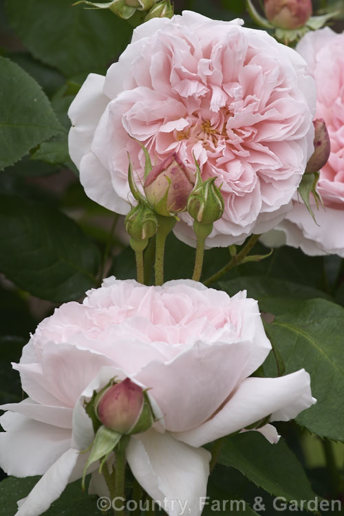 Rosa 'Kathryn Morley' (''Mary Rose' x 'Chaucer'), a mildly scented. English Shrub Rose raised by Austin of England in 1990. Order: Rosales, Family: Rosaceae