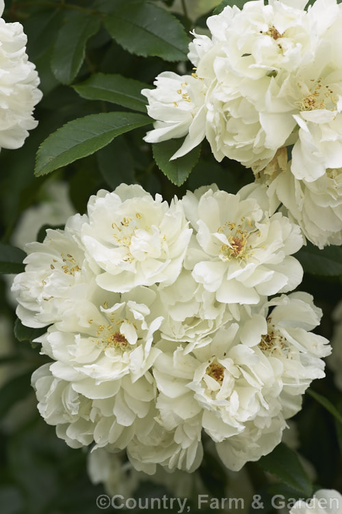 Rosa 'Hybride di. Castello' (<i>Rosa banksia 'Lutea' x 'Lamarque'), a scrambling. Shrub rose raised by Ragionieri of Italy around 1920. It flowers in late spring and then has a repeat burst in late summer. Order: Rosales, Family: Rosaceae