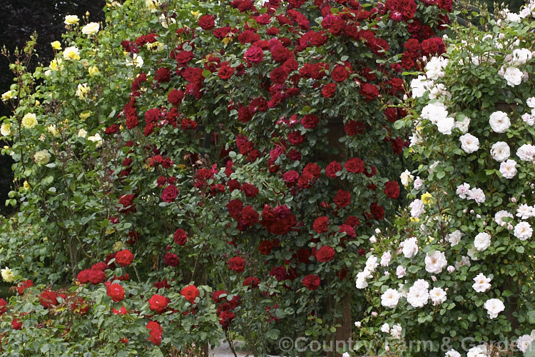 Three modern climbing roses. In the foreground is the pale pink to white 'City of London', in the center is the deep red 'Santana', and in the background is the yellow 'Casino'. Order: Rosales, Family: Rosaceae