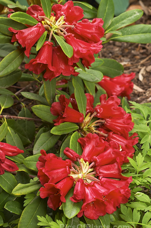 <i>Rhododendron</i> 'Burning Bush' (<i>Rhododendron haematodes</i> x <i>Rhododendron dichroanthum</i>), a low, spreading shrub raised by Rothschild of England in 1934. Order: Ericales, Family: Ericaceae