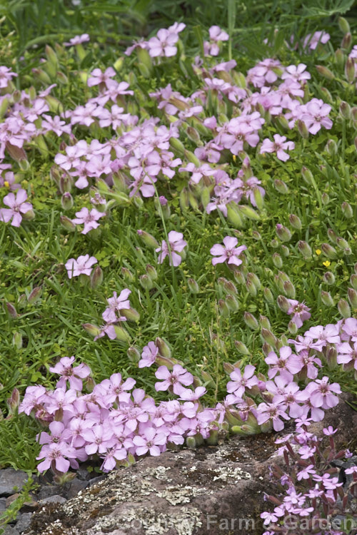 Saponaria x olivana, a low, spreading perennial that has a rather complex parentage involving. Saponaria pumilio, Saponaria caespitosa and Saponaria ocymoides. In its growth habit it resembles. Saponaria pumilio but its flowers are larger. saponaria-3279htm'>Saponaria. Order: Caryophyllales, Family: Caryophyllaceae