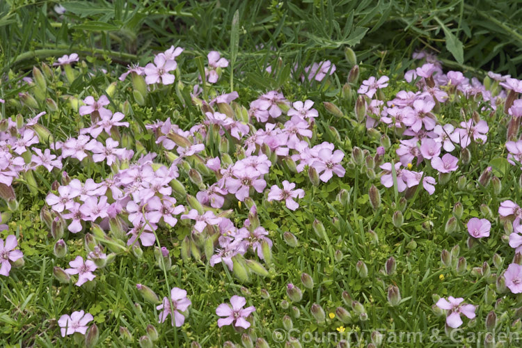 Saponaria x olivana, a low, spreading perennial that has a rather complex parentage involving. Saponaria pumilio, Saponaria caespitosa and Saponaria ocymoides. In its growth habit it resembles. Saponaria pumilio but its flowers are larger. saponaria-3279htm'>Saponaria. Order: Caryophyllales, Family: Caryophyllaceae