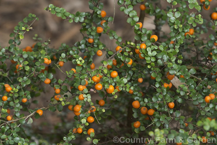 Orange Thorn (<i>Pittosporum multiflorum [syn. Citriobatus pauciflora]), an evergreen shrub native to Australia with very spiny stems. Its small flowers are followed by showy orange fruits. Order: Apiales, Family: Pittosporaceae