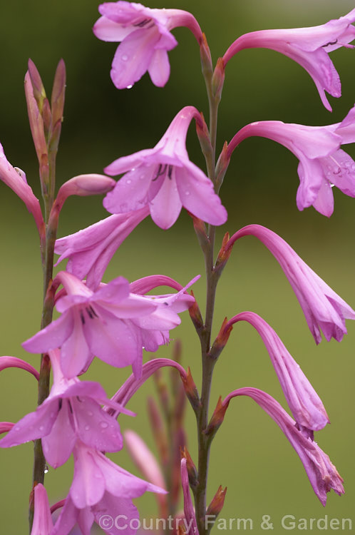 Watsonia borbonica (syn. Watsonia pyramidata</i>), a late spring- to summer-flowering cormous perennial native to the southwestern Cape region of South Africa. watsonia-2394htm'>Watsonia.