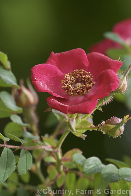 Rosa moyesii 'Geranium', a selected compact form of a 2-35m shrub rose from western China with somewhat brighter flowers than the species. Orange hips follow the flowers. Introduced in 1938. Order: Rosales, Family: Rosaceae