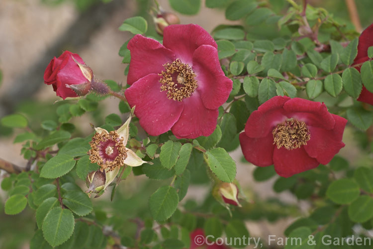 Rosa moyesii 'Geranium', a selected compact form of a 2-35m shrub rose from western China with somewhat brighter flowers than the species. Orange hips follow the flowers. Introduced in 1938. Order: Rosales, Family: Rosaceae