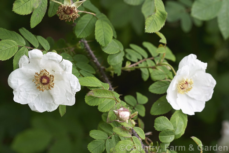 Rosa prattii, a bristly, upright shrub rose native to western China. It grows to around 25m tall and wide and its flowers are followed by small orange to red hips. The flowers are usually pink but this form has white flowers opening from pink-tinted buds. Order: Rosales, Family: Rosaceae