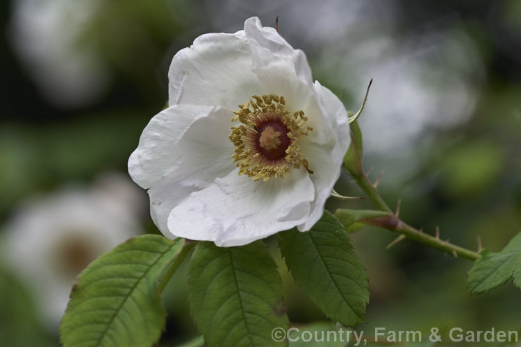 Rosa prattii, a bristly, upright shrub rose native to western China. It grows to around 25m tall and wide and its flowers are followed by small orange to red hips. The flowers are usually pink but this form has white flowers opening from pink-tinted buds. Order: Rosales, Family: Rosaceae