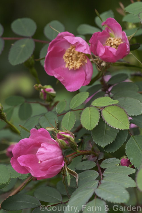 Rosa sweginzowii, a spreading 2-4m high shrub rose found in western China at around 2600-3300m. It is similar to Rosa moyesii. Order: Rosales, Family: Rosaceae