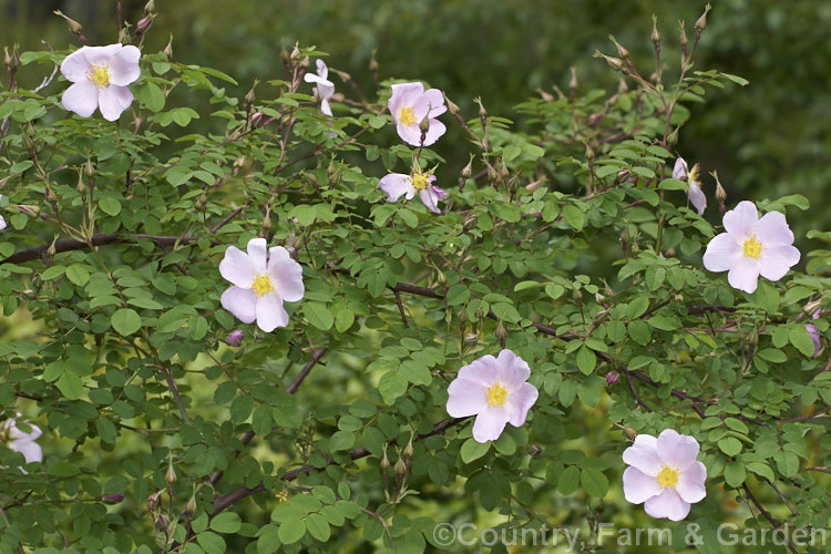 Rosa webbiana, a 1-2m tall shrub rose with arching stems and mildly scented flowers. It occurs naturally through much of Central Asia. Order: Rosales, Family: Rosaceae