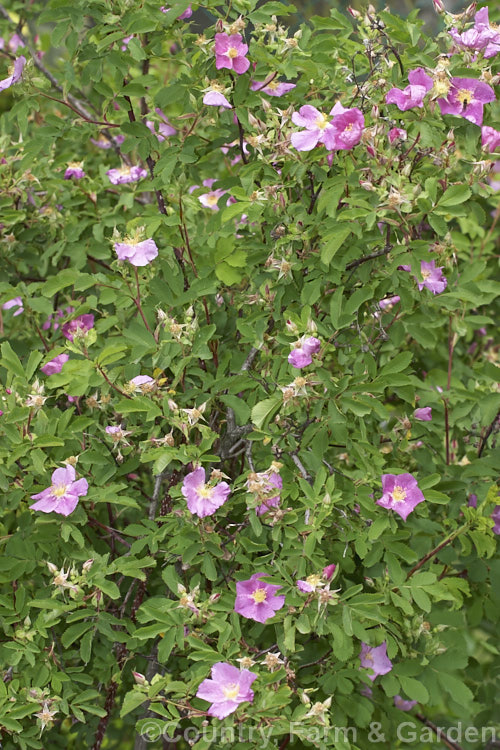 Rosa watsoniana, a small, scrambling shrub rose that is unknown in the wild and which may be a mutant form of Rosa multiflora. The flowers are usually sterile, though small red fruits occasionally appear. Order: Rosales, Family: Rosaceae
