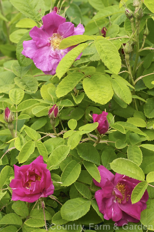 Apothecaries'. Rose (<i>Rosa gallica 'Officinalis'), a form of the French Rose thought to have been brought to Europe from Damascus and known since the 13th century. Order: Rosales, Family: Rosaceae