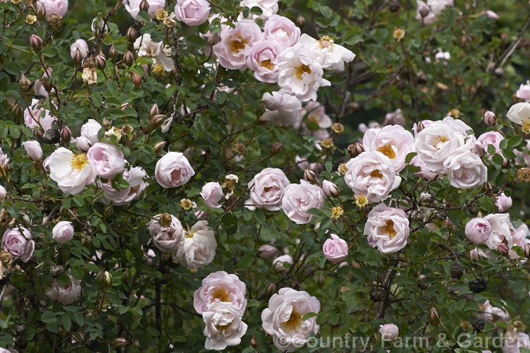 Rosa pimpinellifolia 'Falkland', a double-flowered pale pink to soft lavender form of the Scotch or Burnet. Rose, this cultivar ultimately grows to 2m tall but remains compact for many years. Order: Rosales, Family: Rosaceae