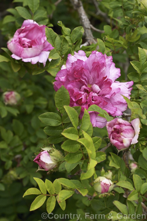 Rosa roxburghii 'Plena', a compact, fully double-flowered form of the Chestnut. Rose of Chinquapin. Rose, a bristly. Chinese shrub that even in its wild form produces semi-double flowers. Order: Rosales, Family: Rosaceae