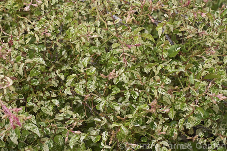 Rosa wichuraiana 'Variegata', a cream- and pink-variegated foliage form of the Memorial. Rose, a scrambling climbing shrub native to Japan, Korea, Taiwan and nearby parts of China. It is considerably less vigorous than the species. Order: Rosales, Family: Rosaceae