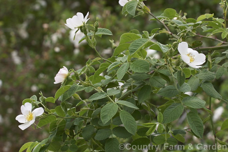 Rosa tomentosa, a large shrub rose with arching stems and downy, light green foliage. Found from Europe to western Asia, it grows to around 3m tall, has aromatic foliage and small, white, lightly fragrant flowers followed by red hips. Order: Rosales, Family: Rosaceae