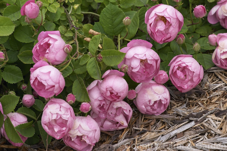 Rosa 'Raubritter' ('Daisy. Hill' x 'Solarium'), a once-flowering sprawling. Macrantha. Shrub rose introduced by Kordes of Germany in 1936. Its flowers are often strongly scented. Order: Rosales, Family: Rosaceae