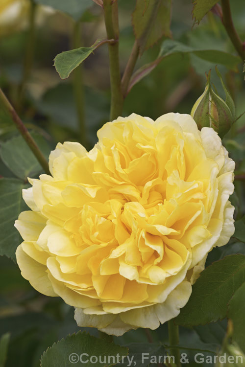 Rosa 'Molineux', a compact, long-flowering, fragrant. English Rose raised by Austin of England in 1994. Order: Rosales, Family: Rosaceae