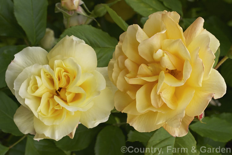 Rosa 'Autumn Sunset' (sport of 'Westerland'), a Large-flowered (<i>Hybrid Tea</i>). Climber raised by Lowe of the United States in 1986. It is repeat-flowering and mildly fragrant. Order: Rosales, Family: Rosaceae