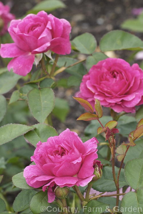 Rosa 'Nestor', a compact, mildly fragrant, once-flowering, near-thornless. Gallica rose of unknown parentage, dating from before 1848. Order: Rosales, Family: Rosaceae
