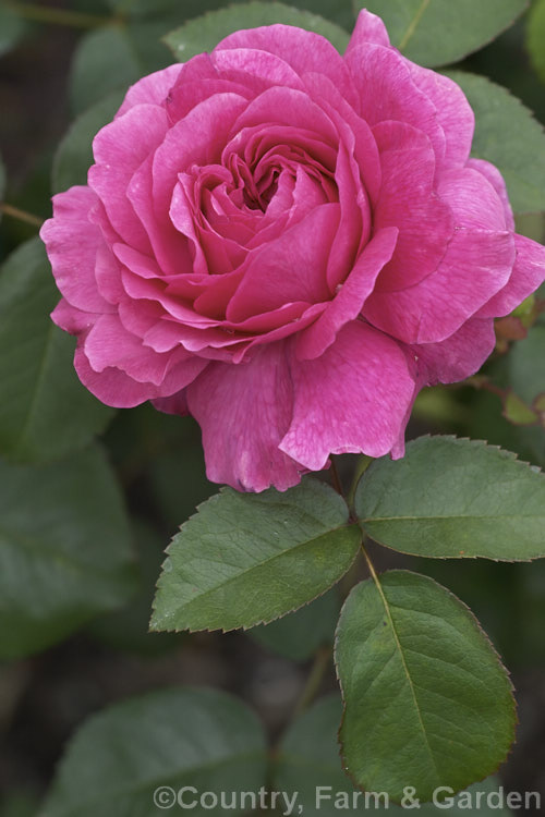 Rosa 'Nestor', a compact, mildly fragrant, once-flowering, near-thornless. Gallica rose of unknown parentage, dating from before 1848. Order: Rosales, Family: Rosaceae