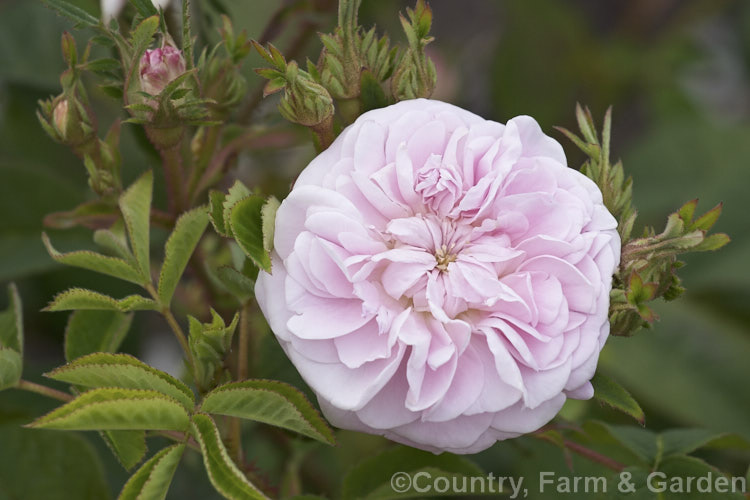 Rosa 'Petite. Lisette', a Damask shrub rose of unknown parentage raised by Vibert of France in 1817. It is a compact bush with fragrant flowers, downy leaves and prickly stems. Order: Rosales, Family: Rosaceae