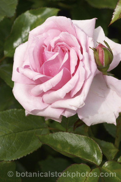 Rosa 'Radox. Bouquet' (['Alec's Red' x 'Piccadilly'] x ['Southampton' x ('Clare. Grammerstorf' x 'Fruhlingsmorgen')]), a fragrant. Cluster-flowered (<i>Floribunda</i>) raised by Harkness of England in 1981. It has become an important rose in hybridising. Order: Rosales, Family: Rosaceae