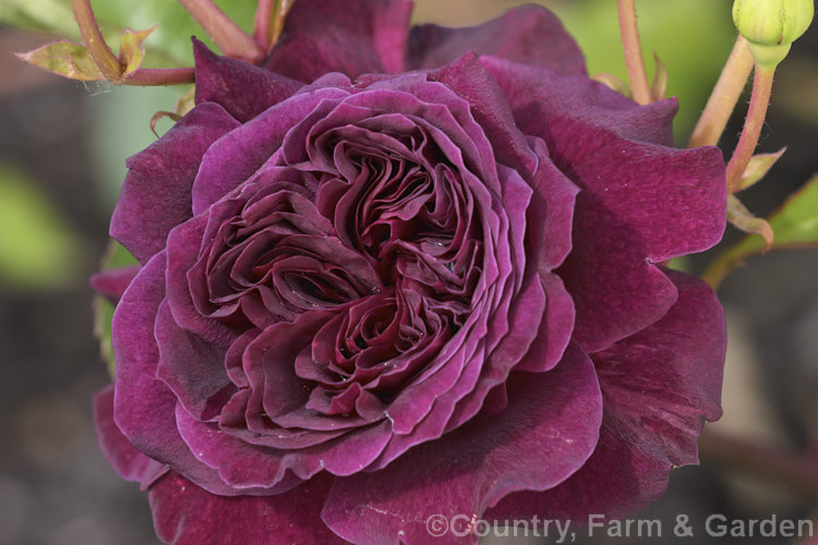 Rosa 'Tradescant' ('Prospero' x ['Charles Austin' x 'Gloire de Ducher']), an upright, arching, fragrant. English Rose raised by Austin of England in 1993. Order: Rosales, Family: Rosaceae