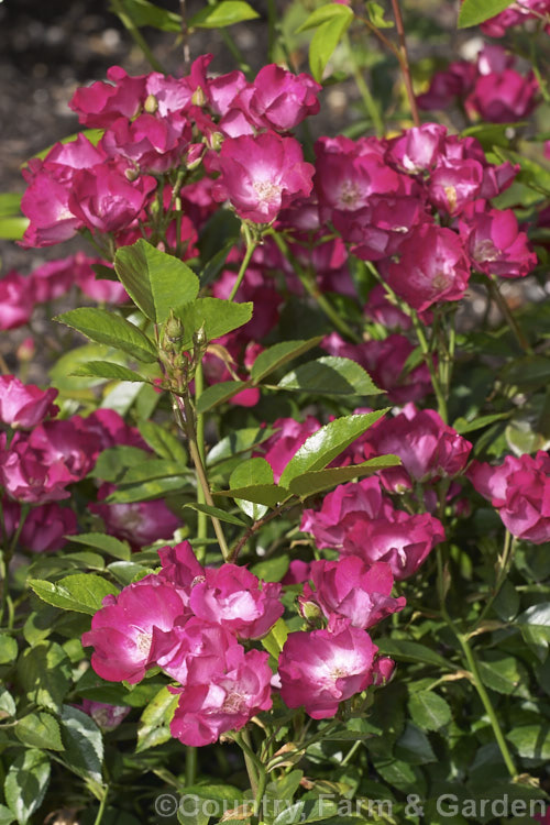 Rosa 'Papa Hemeray' ('Hiawatha' x 'Parsons'. Pink China'), a repeat-blooming. China shrub rose raised by Hemeray-Aubert of France in 1912. It also occurs in a climbing form. Order: Rosales, Family: Rosaceae