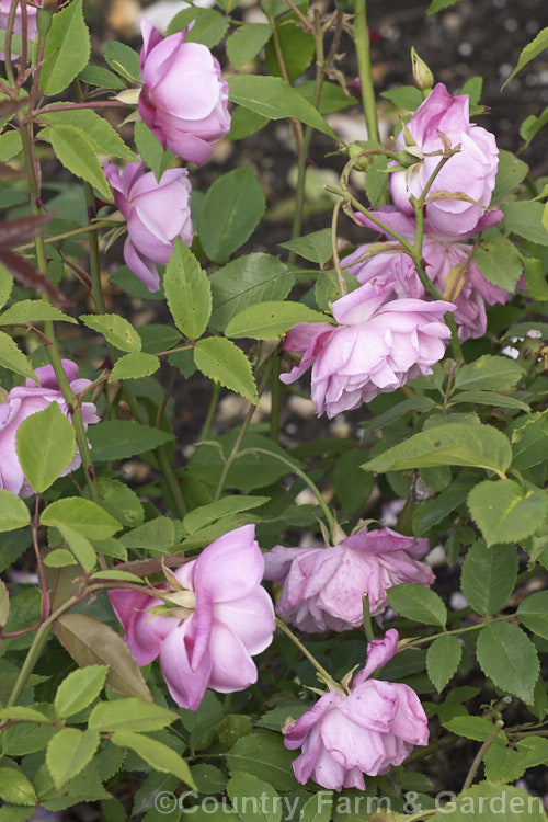 Rosa 'Pallida', a scented. China shrub rose of unknown parentage raised by Feast of the United States in 1843. Order: Rosales, Family: Rosaceae