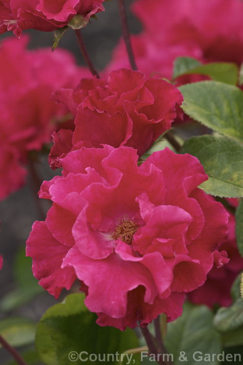 Rosa 'Permanent. Wave' (sport of 'Else. Poulsen'), a Cluster-flowered (<i>Floribunda</i>) bush rose raised in 1932 by Leenders of the Netherlands. It is repeat-flowering and mildly fragrant. Order: Rosales, Family: Rosaceae