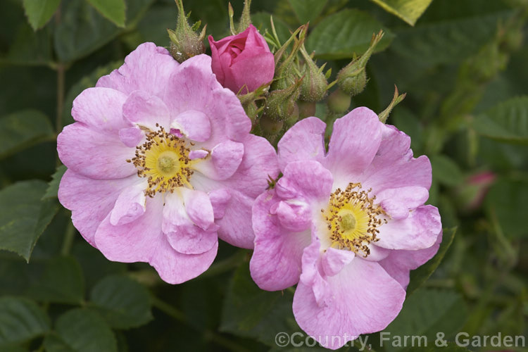 Rosa 'Amy Robsart' (<i>Rosa rubignosa x unknown</i>), a fragrant, once-flowering. Eglanteria shrub rose raised by Penzance of England in 1894. Order: Rosales, Family: Rosaceae