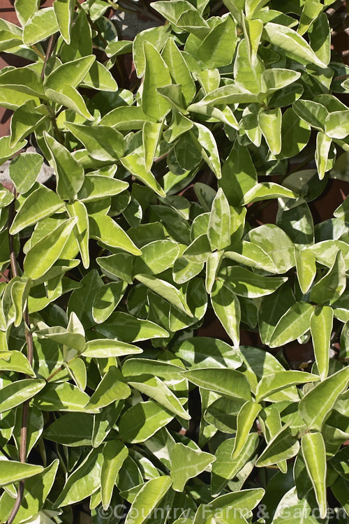 Variegated Star Jasmine (<i>Trachelospermum jasminoides 'Variegata'), a cream and pale green-variegated form of an evergreen climber native to China. Like the species, its flowers are very fragrant and appear mainly in summer, but they are far less conspicuous against the lighter foliage. trachelospermum-3362htm'>Trachelospermum. Order: Gentianales, Family: Apocynaceae