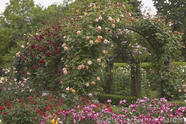 Climbing roses on an arch. In the foreground is 'Westerland' and behind that the red flowers of 'Sympathie'. The multi-coloured bush in the foreground is 'Old Master'