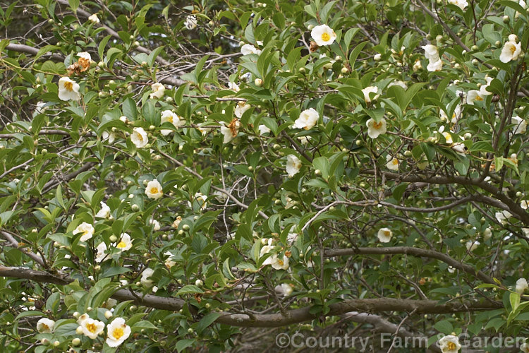 Japanese Stewartia (<i>Stewartia pseudocamellia</i>), a spring-flowering, deciduous, Japanese shrub or tree that can grow to 20m tall but which is usually far smaller in cultivation. Order: Ericales, Family: Theaceae
