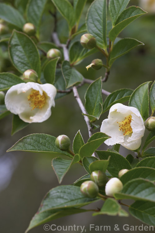 Japanese Stewartia (<i>Stewartia pseudocamellia</i>), a spring-flowering, deciduous, Japanese shrub or tree that can grow to 20m tall but which is usually far smaller in cultivation. Order: Ericales, Family: Theaceae