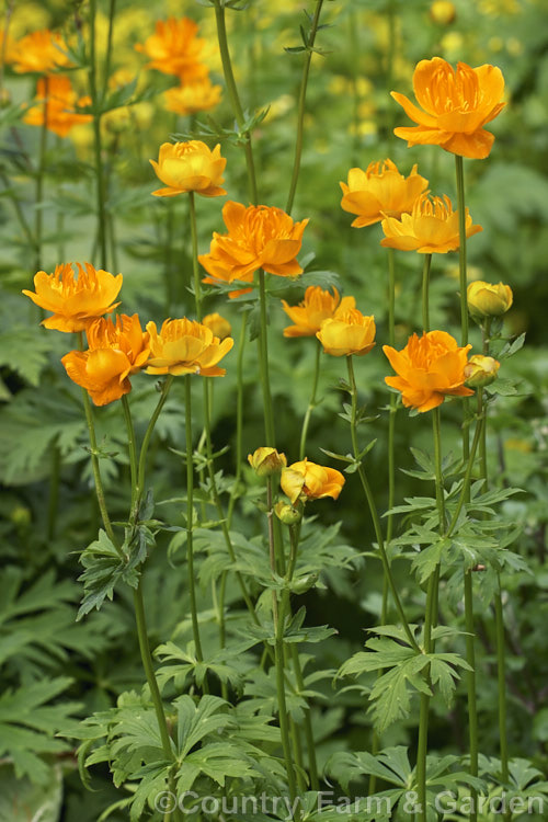 Trollius chinensis, a very tough, ranunculus-like, spring- to early summer-flowering perennial native to the damp meadows and stream-sides of Russia and north-east. China. trollius-3374htm'>Trollius.